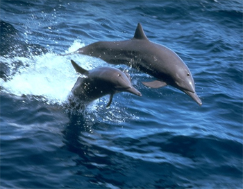 ischia delfini
